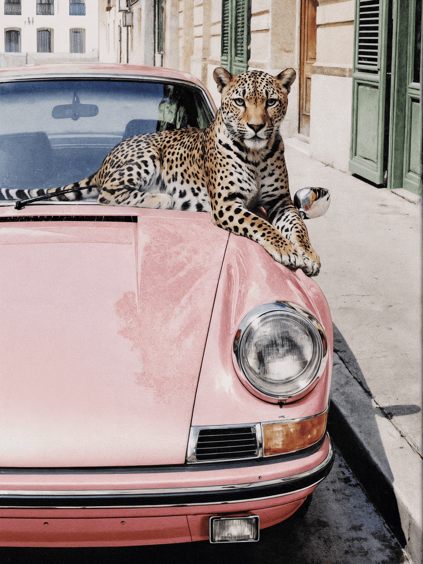 Leopard on the Porsche