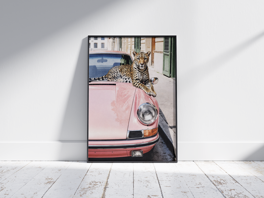 Leopard on the Porsche